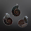Ammonite Pendants