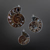 Ammonite Pendants