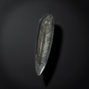 Worm Fossil