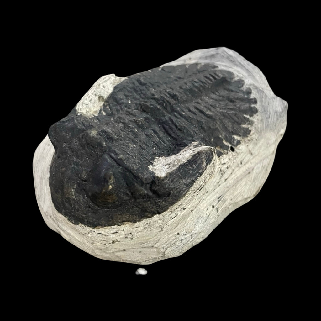 Trilobite fossil