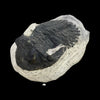 Trilobite fossil