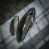 Worm Fossil