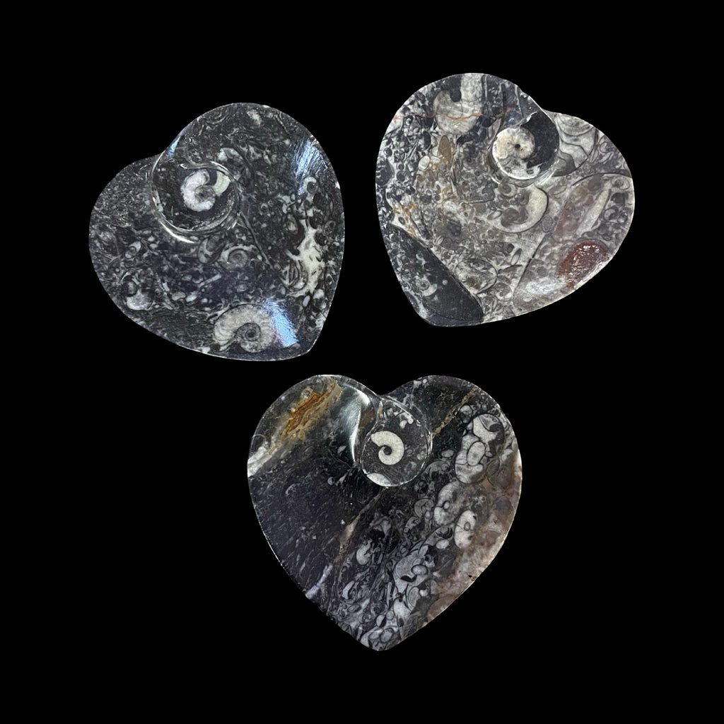Orthoceras Fossil Heart Bowl
