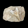 Shark Tooth in Matrix