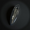 Worm Fossil