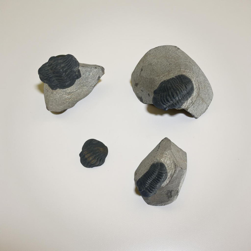 Trilobite