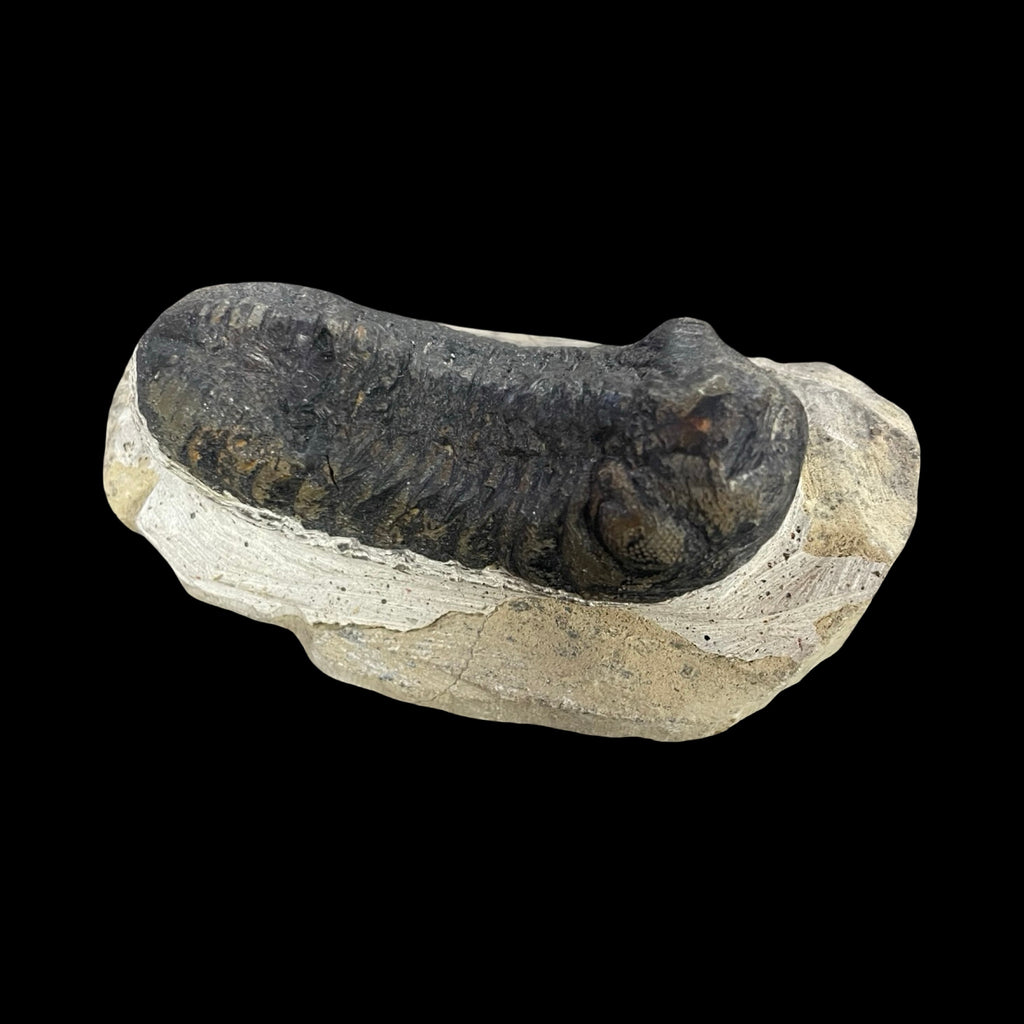 Trilobite fossil