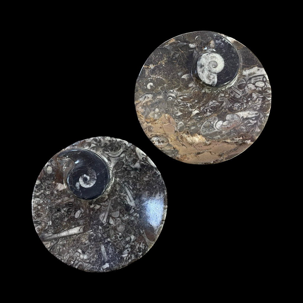 Orthoceras- Fossil Round Bowl