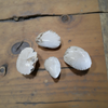 Scolocite with Stilbite from India