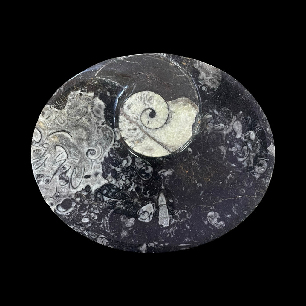 Fossil Bowl- Orthoceras
