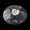 Fossil Bowl- Orthoceras