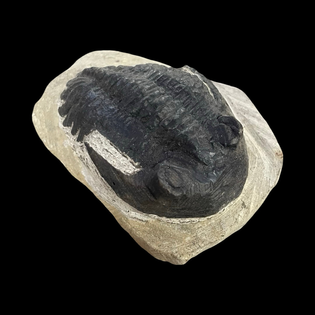 Trilobite fossil