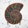 Ammonite with Ammolite inlay