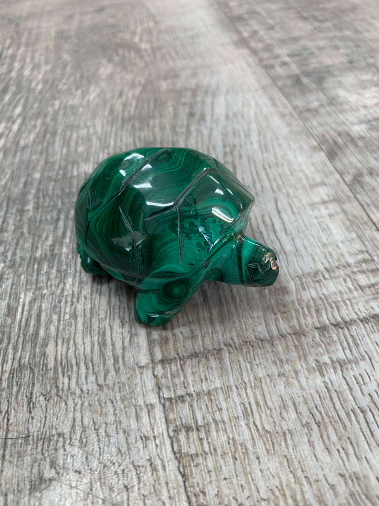 Malachite Turtle