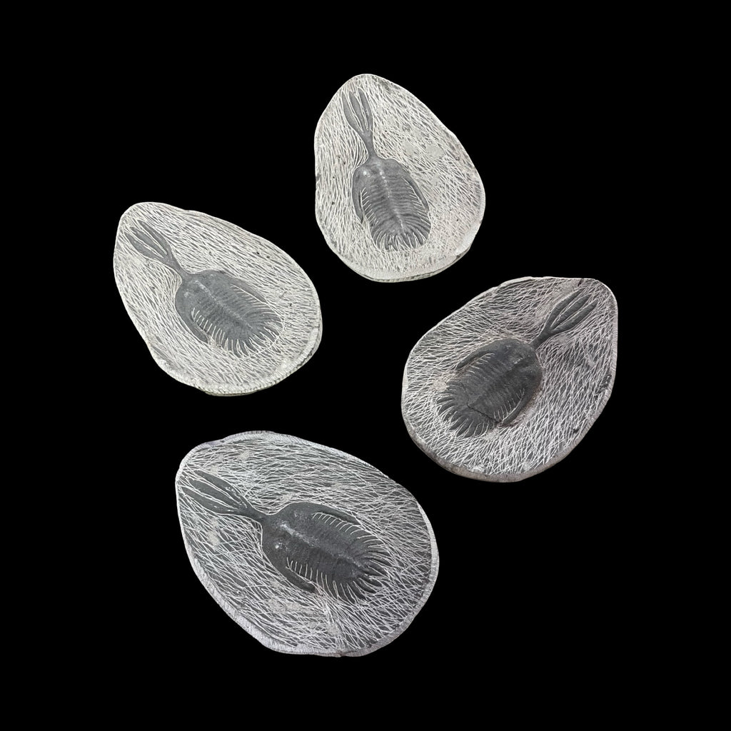 Metacanthina Trilobite Fossil
