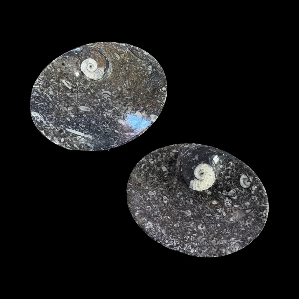Orthoceras- Fossil Oval Bowl