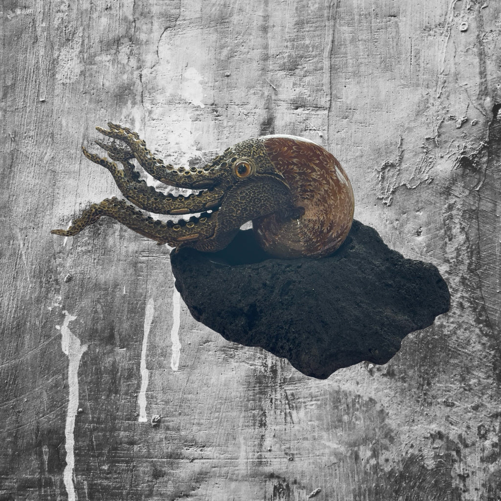 Cracken Fossil