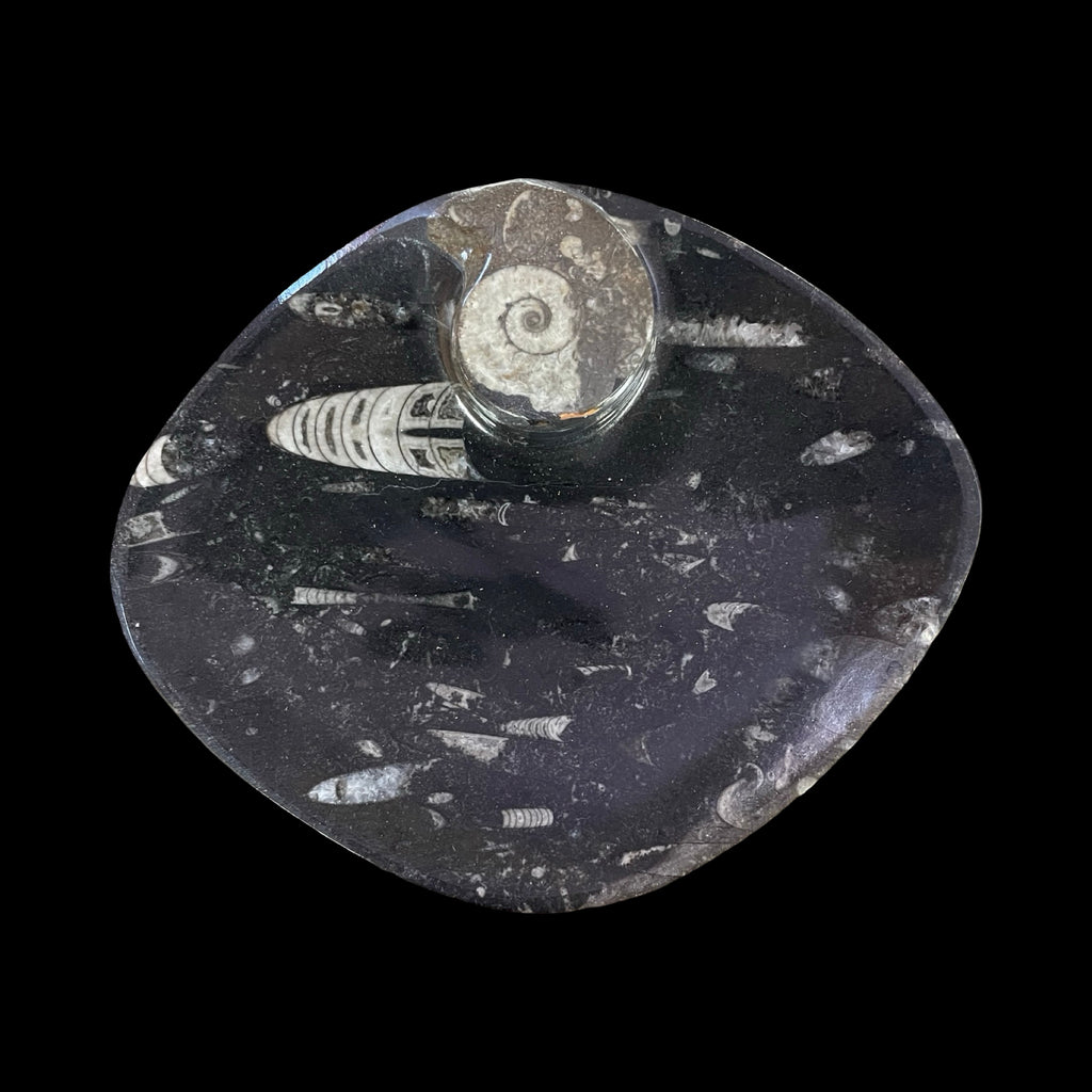 Fossil Bowl- Orthoceras