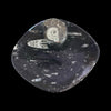 Fossil Bowl- Orthoceras