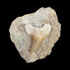 Shark Tooth in Matrix