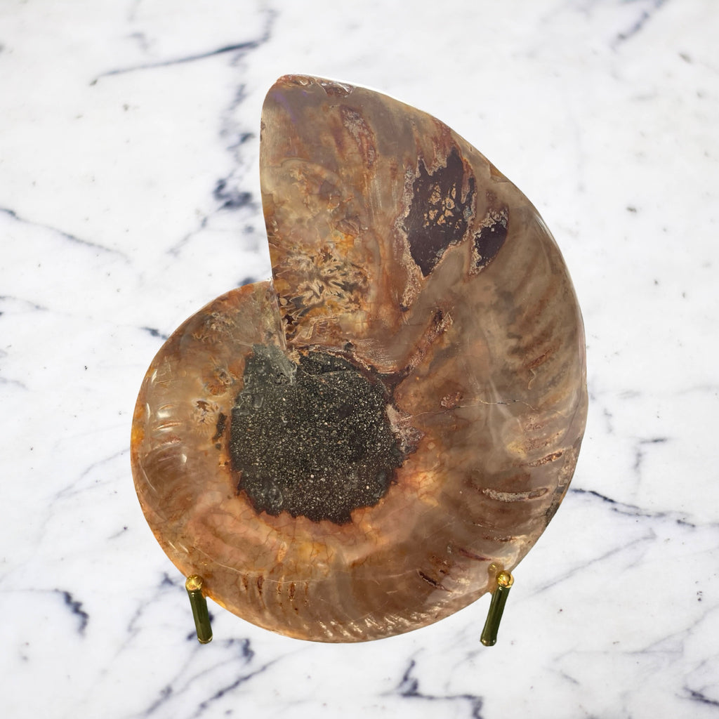 Ammonite with Ammolite inlay