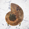 Ammonite with Ammolite inlay