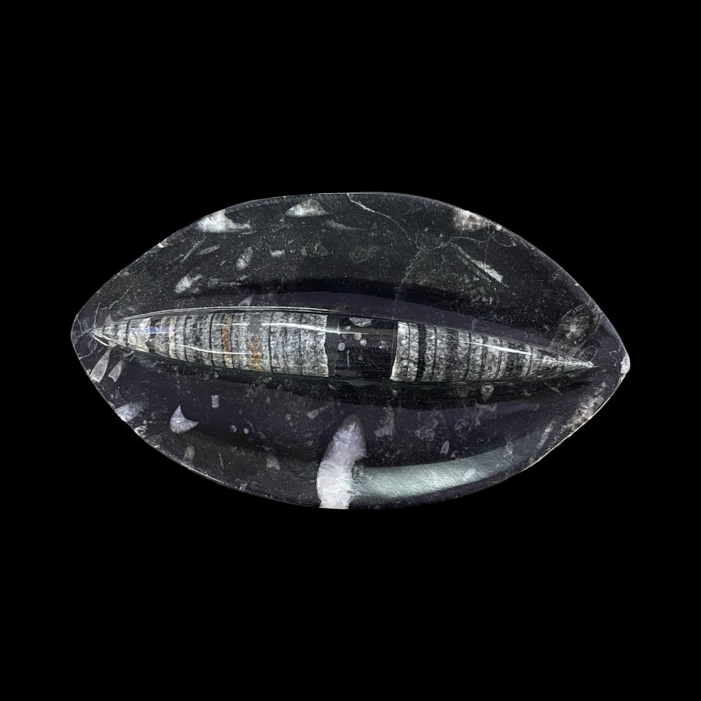 Fossil Bowl- Orthoceras