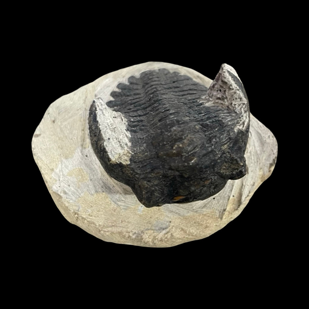 Trilobite fossil