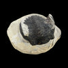 Trilobite fossil