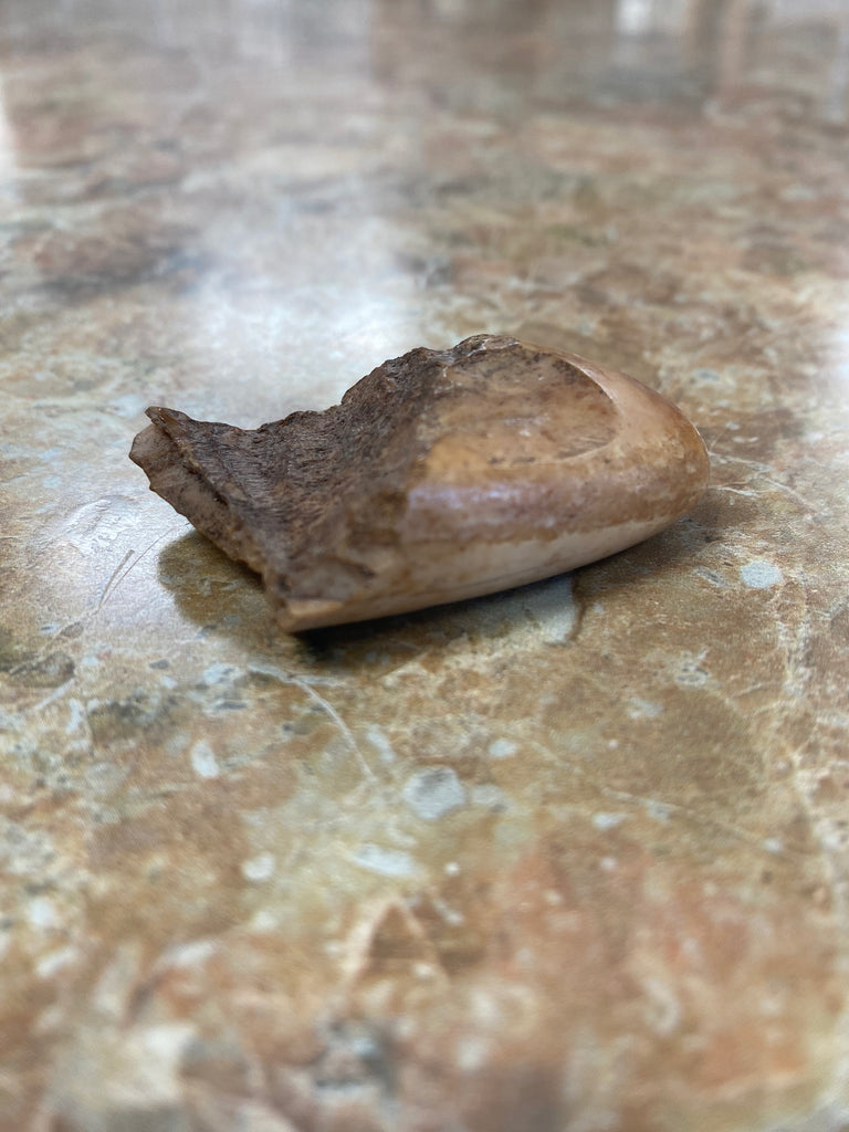 Walrus Tusk Fossil