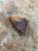 Walrus Tusk Fossil