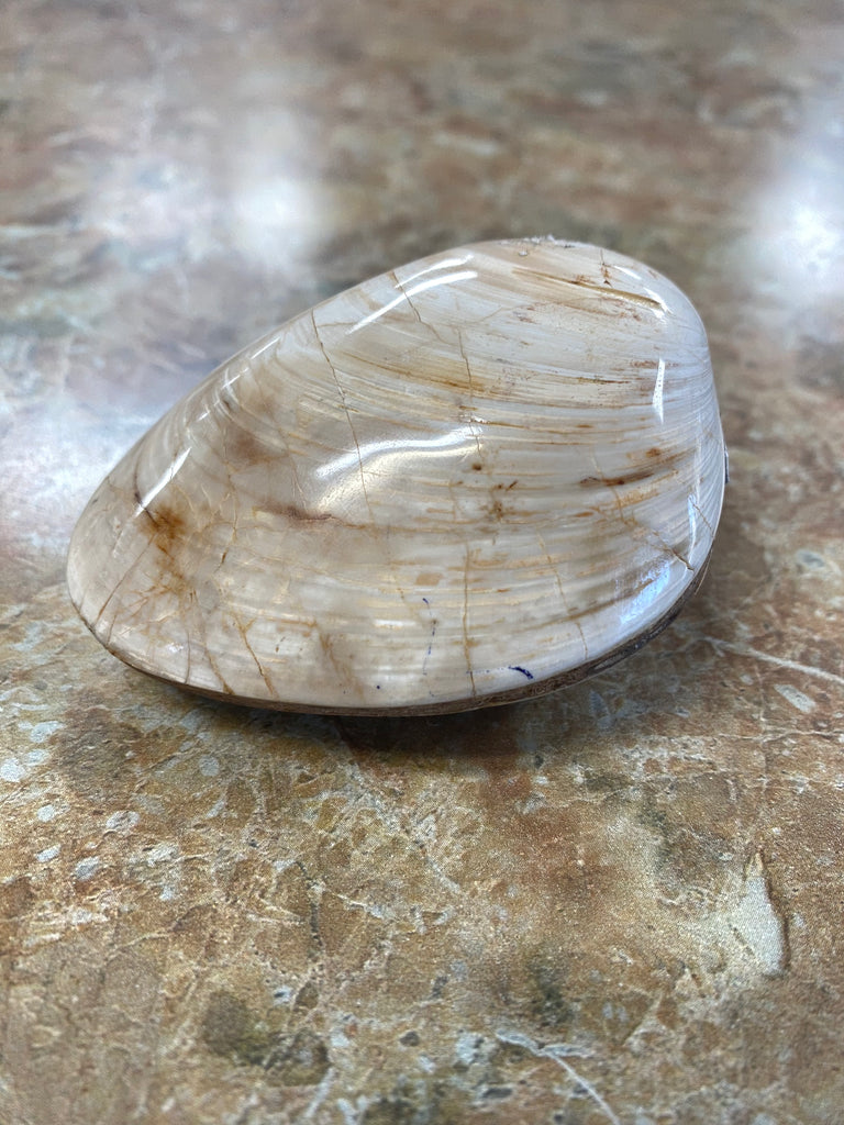 Clam Fossil