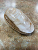 Clam Fossil