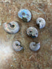 Ammonite