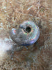 Ammonite