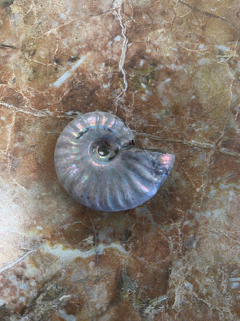 Ammonite