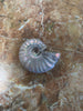 Ammonite