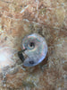 Ammonite