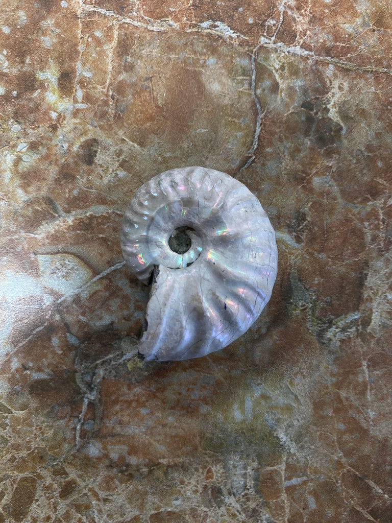 Ammonite
