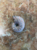 Ammonite