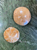 Sand Dollar Fossil