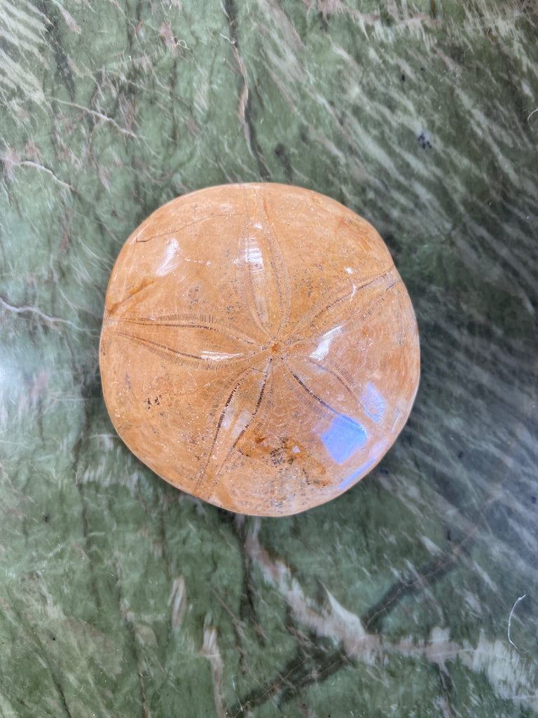 Sand Dollar Fossil