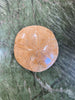 Sand Dollar Fossil