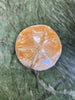 Sand Dollar Fossil