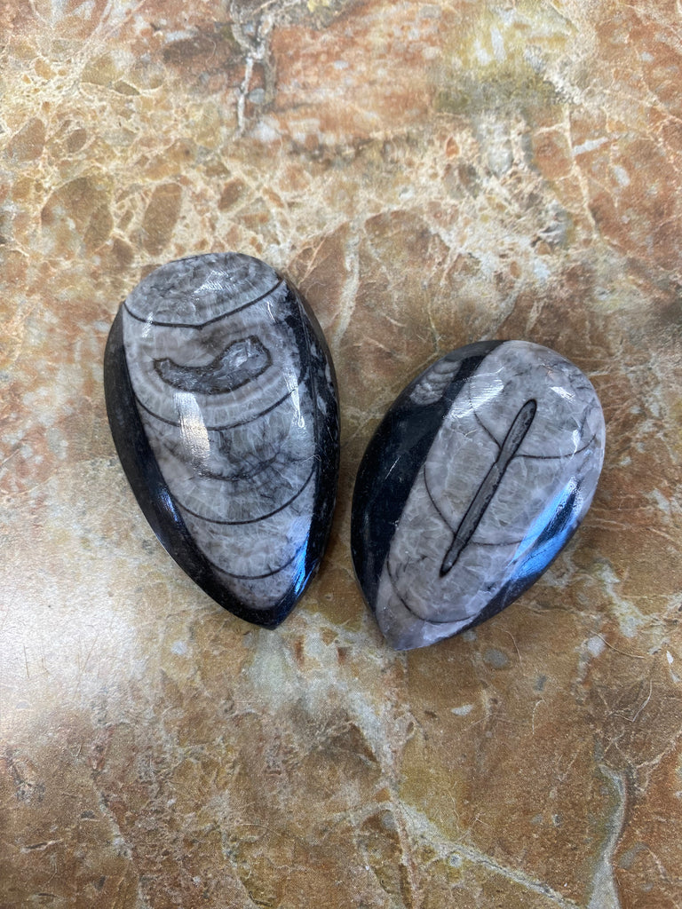 Worm Fossil