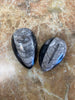 Worm Fossil