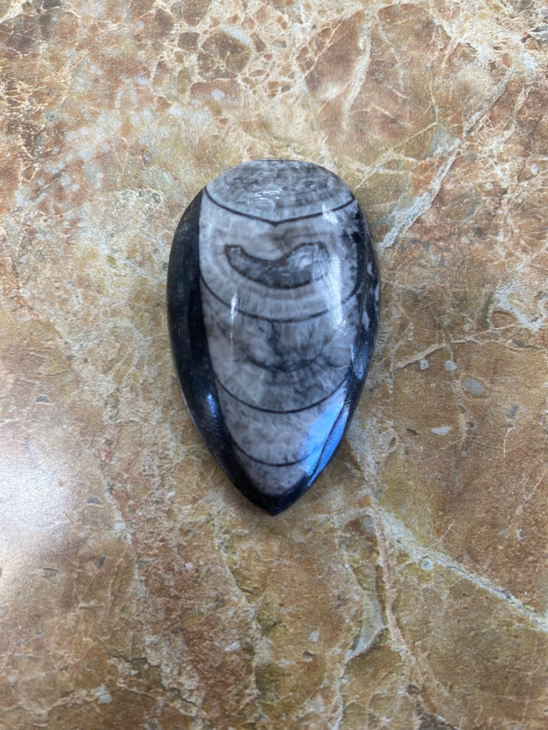 Worm Fossil