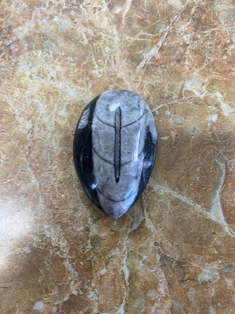 Worm Fossil