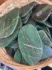 Small and Medium Jade Sun Catchers Polished