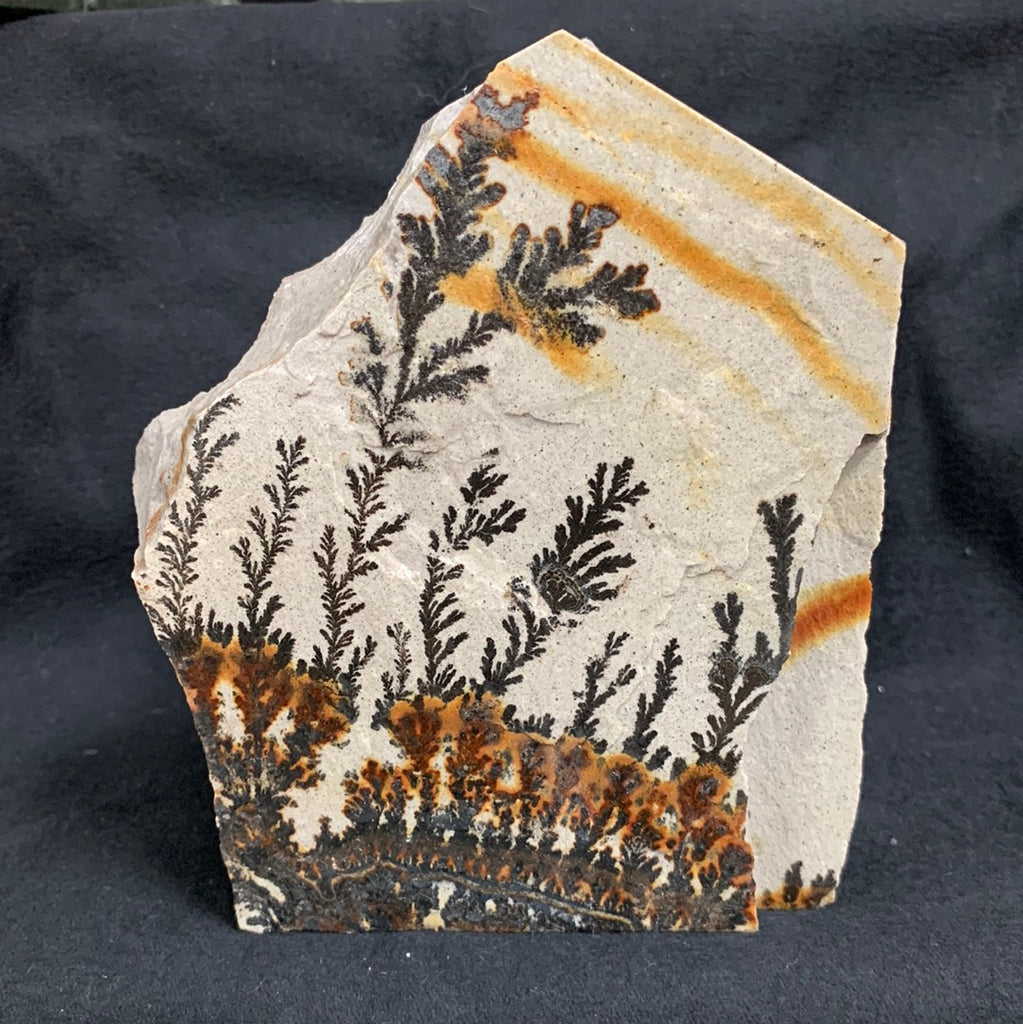 Fossil Stone - flora